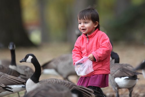 RUTH BONNEVILLE / WINNIPEG FREE PRESS

Jasmine Ardala (11/2yrs) feeds cracked corn to geese in St. Vital Park while with her family Saturday.  

October 1st, 2016

