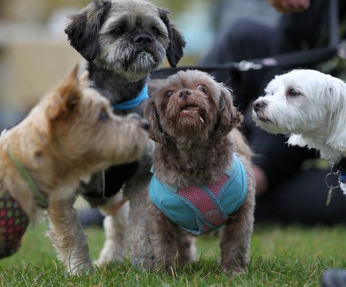 RUTH BONNEVILLE / WINNIPEG FREE PRESS

A group of smaller dogs which formed a team called "The Little Dog Team"  enjoy some treats after taking part with their owners in a walk for cancer care fundraiser called Bark for Life at St. Vital Park Saturday.  

October 1st, 2016

