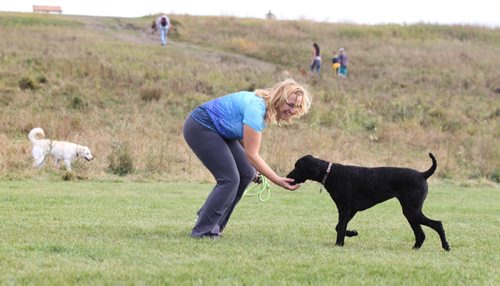 RUTH BONNEVILLE / WINNIPEG FREE PRESS

Roxanne Hislop plays with her dog Kona a Standard Poodle at Kilcona Dog Park on Saturday.  
See Jessica's story.  
October 1st, 2016

