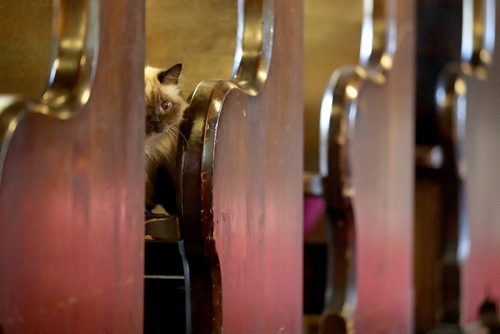 TREVOR HAGAN / WINNIPEG FREE PRESS
Guinefur, a Birman cat, owned by Jan MacPhail, waiting to be blessed by Rev. Paul Lampman during a blessing of the animals at the Parish Church of St. Luke, Saturday, October 1, 2016.