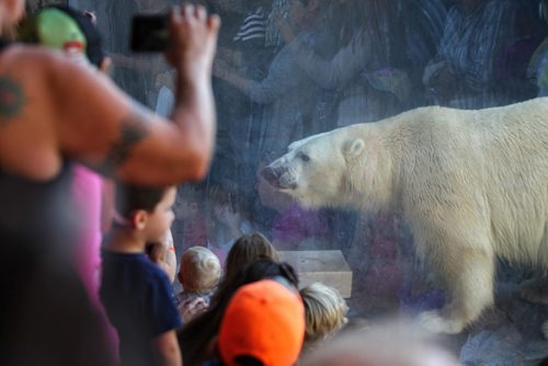 MIKE DEAL / WINNIPEG FREE PRESS

Hudson the polar bear eats some treats left out by his zoo keepers Sunday. Large crowds, about 1800 by two-o'clock have entered the zoo Sunday to say good buy to Hudson and Humphrey who are returning to the Toronto Zoo. 

161002
Sunday, October 02, 2016