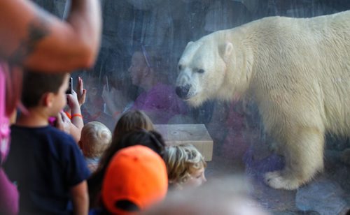 MIKE DEAL / WINNIPEG FREE PRESS

Hudson the polar bear eats some treats left out by his zoo keepers Sunday. Large crowds, about 1800 by two-o'clock have entered the zoo Sunday to say good buy to Hudson and Humphrey who are returning to the Toronto Zoo. 

161002
Sunday, October 02, 2016