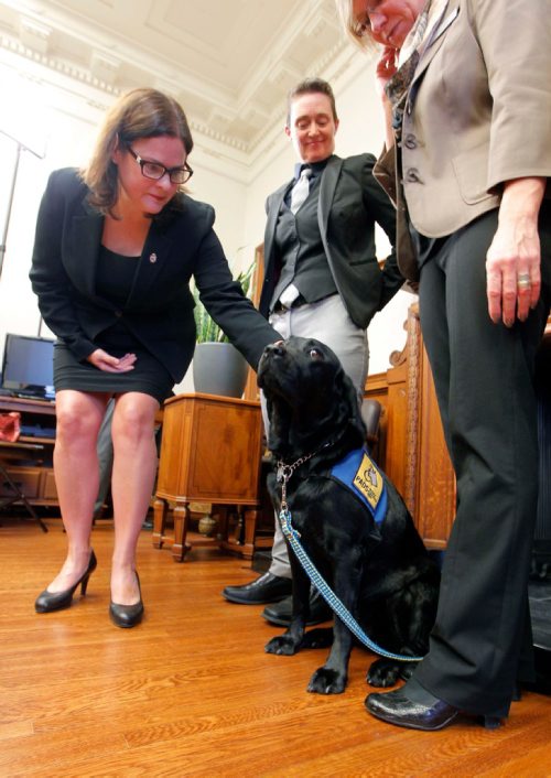 BORIS MINKEVICH / WINNIPEG FREE PRESS
(L-R) Justice Minister Heather Stefanson pets Milan while, Milan's handler Vivian Bott, and Pacific Assistance Dog Society executive director Laura Watamanuk looks on. Milan, a three-year-old black Labrador used to comfort crime victims, got a public introduction Friday from Justice Minister Heather Stefanson in Room 104 at the Legislative Building. Oct. 7, 2016