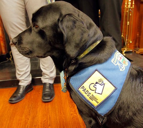 BORIS MINKEVICH / WINNIPEG FREE PRESS
Milan, a three-year-old black Labrador used to comfort crime victims, got a public introduction Friday from Justice Minister Heather Stefanson in Room 104 at the Legislative Building. Oct. 7, 2016