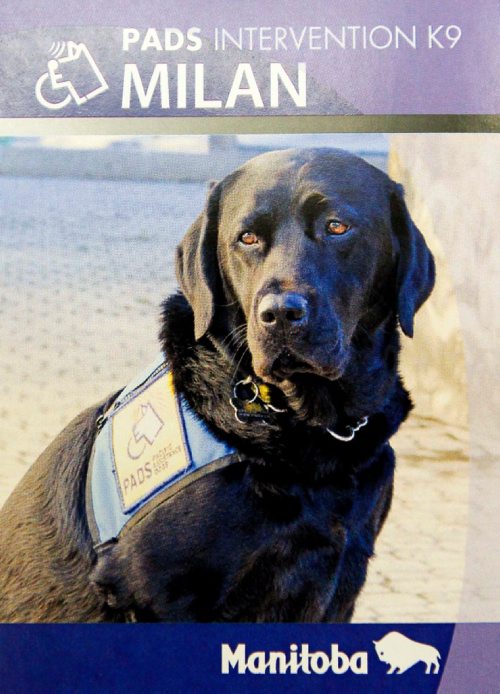 BORIS MINKEVICH / WINNIPEG FREE PRESS
Milan, a three-year-old black Labrador used to comfort crime victims, got a public introduction Friday from Justice Minister Heather Stefanson in Room 104 at the Legislative Building. This is a copy shot of the card that is given out to people who have contact with the service dog. Oct. 7, 2016