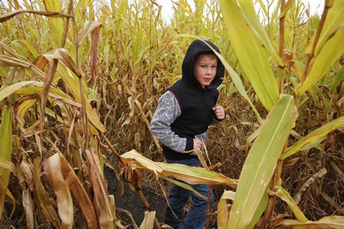 MIKE DEAL / WINNIPEG FREE PRESS

Caiden Willey, 9, runs through the corn maze at the A Maze In Corn Farm which is on St. Mary's Road about ten minutes south of the Perimeter Hwy.

161009
Sunday, October 09, 2016