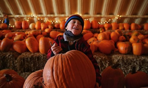 MIKE DEAL / WINNIPEG FREE PRESS

Thomas Manzer, 4, tries to lift a large pumpkin at the A Maze In Corn Farm which is on St. Mary's Road about ten minutes south of the Perimeter Hwy.

161009
Sunday, October 09, 2016