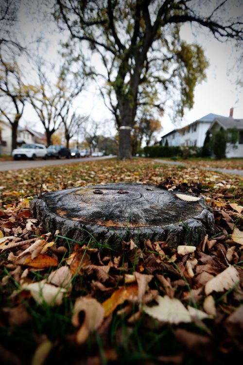 JOHN WOODS / WINNIPEG FREE PRESS
An Elm tree stump in south Winnipeg Tuesday, October 11, 2016. Dutch elm disease is causing double the trouble for Winnipeg trees and it is going to cost the city over $500,000 to find the cure. More than 6,000 trees were removed in the 2015/16 season, almost double the 3,500 historic average calculated into the city's Dutch Elm Disease management team's budget. It is the highest volume of elm trees to be removed since 1999, says the report.

