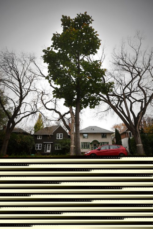 JOHN WOODS / WINNIPEG FREE PRESS
A young tree replaces an Elm tree that was removed due to disease in south Winnipeg Tuesday, October 11, 2016. Dutch elm disease is causing double the trouble for Winnipeg trees and it is going to cost the city over $500,000 to find the cure. More than 6,000 trees were removed in the 2015/16 season, almost double the 3,500 historic average calculated into the city's Dutch Elm Disease management team's budget. It is the highest volume of elm trees to be removed since 1999, says the report.

