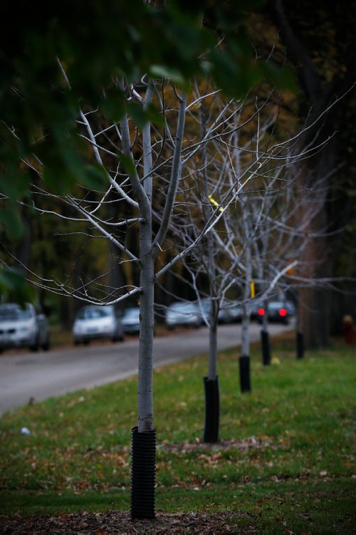JOHN WOODS / WINNIPEG FREE PRESS
Young trees replace Elm trees that were removed due to disease in south Winnipeg Tuesday, October 11, 2016. Dutch elm disease is causing double the trouble for Winnipeg trees and it is going to cost the city over $500,000 to find the cure. More than 6,000 trees were removed in the 2015/16 season, almost double the 3,500 historic average calculated into the city's Dutch Elm Disease management team's budget. It is the highest volume of elm trees to be removed since 1999, says the report.

