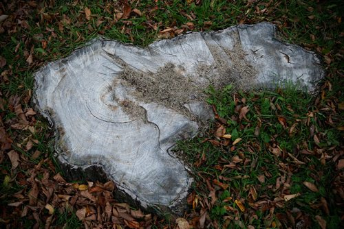 JOHN WOODS / WINNIPEG FREE PRESS
An Elm tree stump in south Winnipeg Tuesday, October 11, 2016. Dutch elm disease is causing double the trouble for Winnipeg trees and it is going to cost the city over $500,000 to find the cure. More than 6,000 trees were removed in the 2015/16 season, almost double the 3,500 historic average calculated into the city's Dutch Elm Disease management team's budget. It is the highest volume of elm trees to be removed since 1999, says the report.

