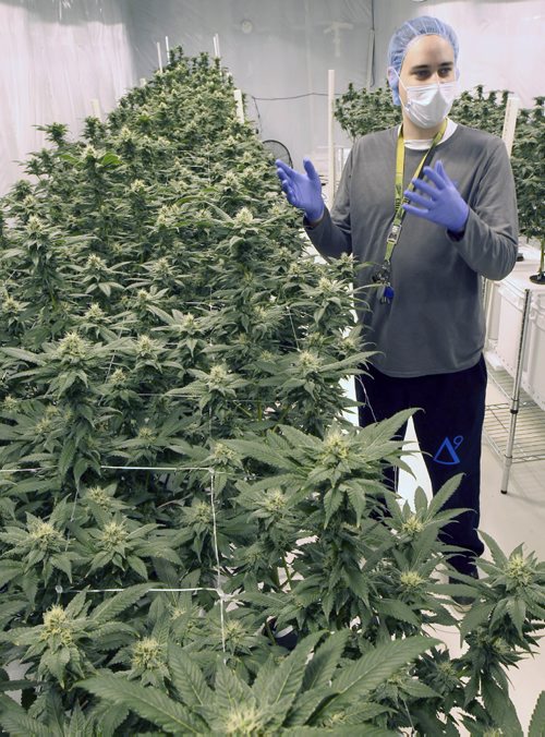 JOE BRYKSA / WINNIPEG FREE PRESS John Arbuthnot with hydroponically grow medical marijuana at Delta 9 Bio-Tech in Winnipeg  -Oct 14, 2016 -(See Martin Cash)