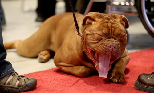 TREVOR HAGAN / WINNIPEG FREE PRESS
Juice, a French Mastiff at the Winnipeg Pet Show at the Winnipeg Convention Centre, Saturday, October 15, 2016.