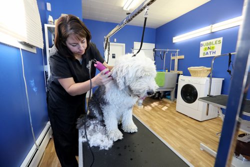 TREVOR HAGAN / WINNIPEG FREE PRESS
Jackie Matheson grooming Marley, Saturday, October 15, 2016. For Dave Sanderson story.