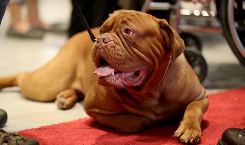 TREVOR HAGAN / WINNIPEG FREE PRESS
Juice, a French Mastiff at the Winnipeg Pet Show at the Winnipeg Convention Centre, Saturday, October 15, 2016.