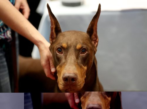 TREVOR HAGAN / WINNIPEG FREE PRESSThor, a Doberman Pinscher, at the Winnipeg Pet Show at the Winnipeg Convention Centre, Saturday, October 15, 2016.