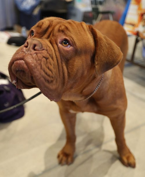 TREVOR HAGAN / WINNIPEG FREE PRESS
Juice, a French Mastiff at the Winnipeg Pet Show at the Winnipeg Convention Centre, Saturday, October 15, 2016.