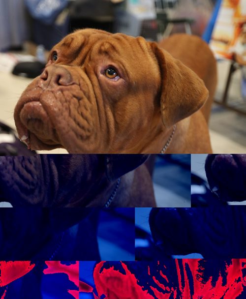 TREVOR HAGAN / WINNIPEG FREE PRESS
Juice, a French Mastiff at the Winnipeg Pet Show at the Winnipeg Convention Centre, Saturday, October 15, 2016.