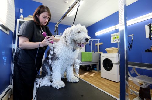 TREVOR HAGAN / WINNIPEG FREE PRESS
Jackie Matheson grooming Marley, Saturday, October 15, 2016. For Dave Sanderson story.