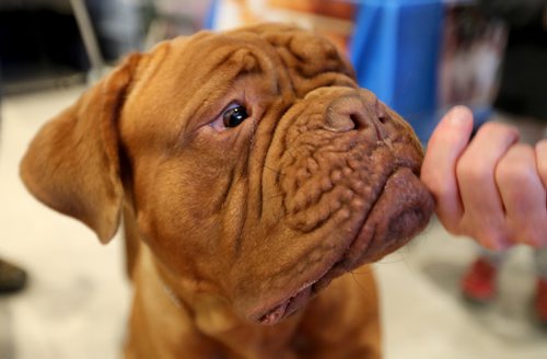 TREVOR HAGAN / WINNIPEG FREE PRESS
Juice, a French Mastiff at the Winnipeg Pet Show at the Winnipeg Convention Centre, Saturday, October 15, 2016.