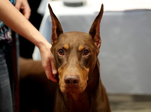 TREVOR HAGAN / WINNIPEG FREE PRESSThor, a Doberman Pinscher, at the Winnipeg Pet Show at the Winnipeg Convention Centre, Saturday, October 15, 2016.