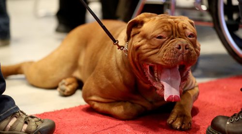 TREVOR HAGAN / WINNIPEG FREE PRESS
Juice, a French Mastiff at the Winnipeg Pet Show at the Winnipeg Convention Centre, Saturday, October 15, 2016.