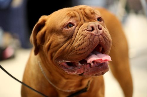 TREVOR HAGAN / WINNIPEG FREE PRESS
Juice, a French Mastiff at the Winnipeg Pet Show at the Winnipeg Convention Centre, Saturday, October 15, 2016.