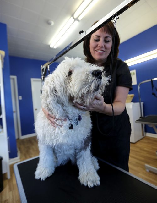 TREVOR HAGAN / WINNIPEG FREE PRESS
Jackie Matheson grooming Marley, Saturday, October 15, 2016. For Dave Sanderson story.