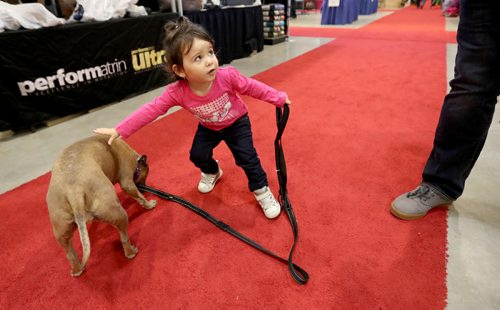 TREVOR HAGAN / WINNIPEG FREE PRESS
Chili, a Staffordshire Bull Terrier, owned by Carla Scramstad, in the Canvasback Pet & Tack Supplies booth, with Amelia Marcell, 2, at the Winnipeg Pet Show at the Winnipeg Convention Centre, Saturday, October 15, 2016.
