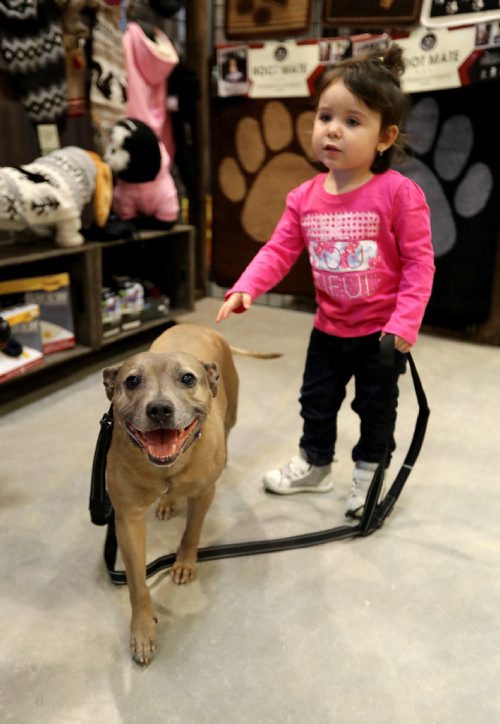 TREVOR HAGAN / WINNIPEG FREE PRESSChili, a Staffordshire Bull Terrier, owned by Carla Scramstad, in the Canvasback Pet & Tack Supplies booth, with Amelia Marcell, 2, at the Winnipeg Pet Show at the Winnipeg Convention Centre, Saturday, October 15, 2016.
