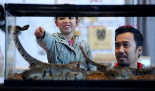 TREVOR HAGAN / WINNIPEG FREE PRESS
Odine Auditor, 7, with her father, Randy, at the Prairie Exotics booth at the Winnipeg Pet Show at the Winnipeg Convention Centre, Saturday, October 15, 2016.