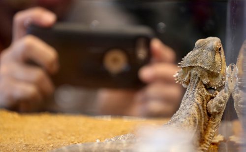 TREVOR HAGAN / WINNIPEG FREE PRESS
The Prairie Exotics booth at the Winnipeg Pet Show at the Winnipeg Convention Centre, Saturday, October 15, 2016.