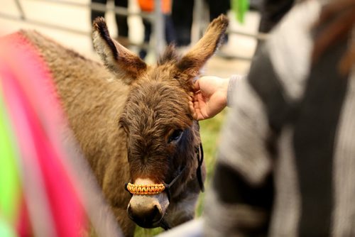 TREVOR HAGAN / WINNIPEG FREE PRESS
The Winnipeg Pet Show at the Winnipeg Convention Centre, Saturday, October 15, 2016.