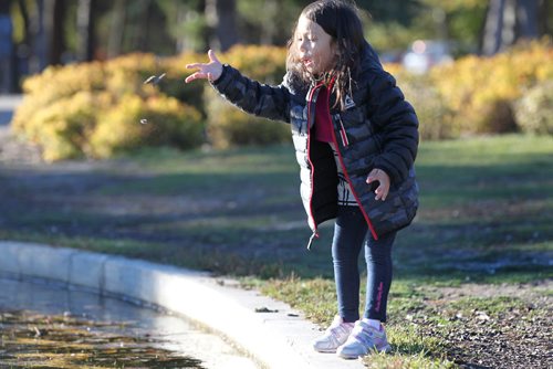 RUTH BONNEVILLE / WINNIPEG FREE PRESS

Mahailia Homes (41/2) watches the ducks and geese swim in the Duck Pond at Assiniboine Park Saturday with her little brother and mom close by.  
Standup 
October 15, 2016
