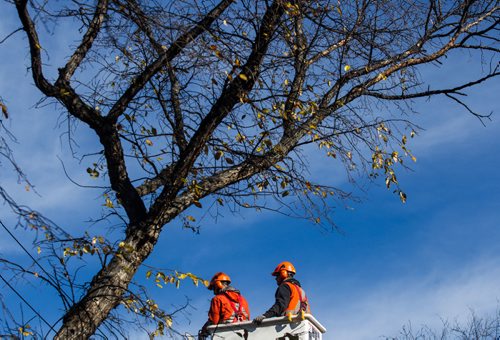 MIKE DEAL / WINNIPEG FREE PRESS
A city crew cuts down dutch elm infected trees on Powers Street in front of St. John's High School.
161017 - Monday, October 17, 2016 - 

