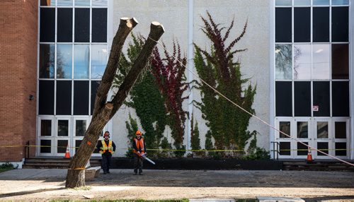 MIKE DEAL / WINNIPEG FREE PRESS
A city crew cuts down dutch elm infected trees on Powers Street in front of St. John's High School.
161017 - Monday, October 17, 2016 - 

