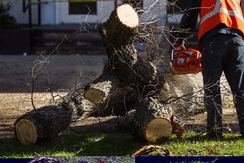 MIKE DEAL / WINNIPEG FREE PRESS
A city crew cuts down dutch elm infected trees on Powers Street in front of St. John's High School.
161017 - Monday, October 17, 2016 - 

