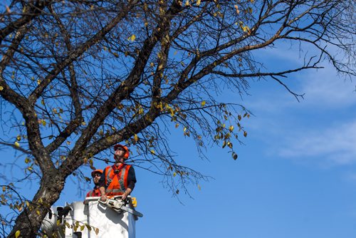 MIKE DEAL / WINNIPEG FREE PRESS
A city crew cuts down dutch elm infected trees on Powers Street in front of St. John's High School.
161017 - Monday, October 17, 2016 - 

