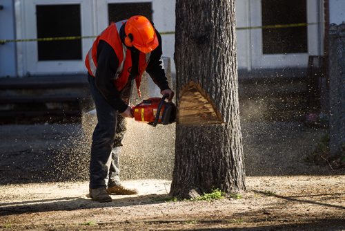 MIKE DEAL / WINNIPEG FREE PRESS
A city crew cuts down dutch elm infected trees on Powers Street in front of St. John's High School.
161017 - Monday, October 17, 2016 - 

