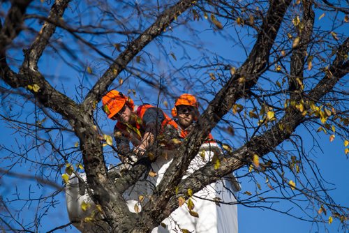 MIKE DEAL / WINNIPEG FREE PRESS
A city crew cuts down dutch elm infected trees on Powers Street in front of St. John's High School.
161017 - Monday, October 17, 2016 - 

