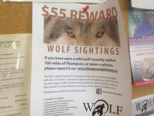 1132 - Wolf Wanted Poster - BILL REDEKOP / WINNIPEG FREE PRESS Sept 8,  2016