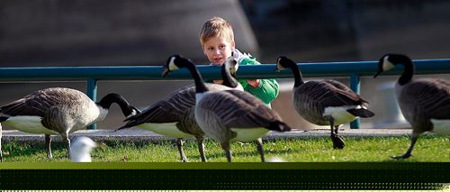 PHIL HOSSACK / WINNIPEG FREE PRESS -   Supper Call - Four yr old Nathan Kurowski stands his ground as a flock of Canada Geese come calling to his fists of bread crumbs at the Forks Monday afternoon. Nathan and his father Roman spent a warm sunny afternoon feeding the birds and fishing while enjoying the weather! STAND-UP. October 24, 2016