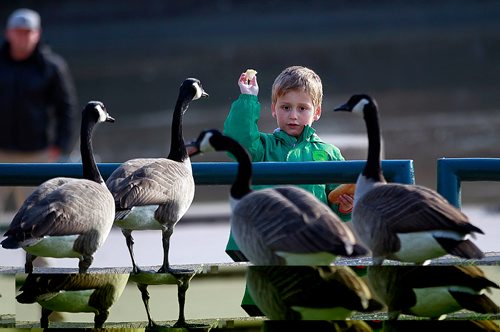 PHIL HOSSACK / WINNIPEG FREE PRESS -   Supper Call - Four yr old Nathan Kurowski stands his ground as a flock of Canada Geese come calling to his fists of bread crumbs at the Forks Monday afternoon. Nathan and his father Roman spent a warm sunny afternoon feeding the birds and fishing while enjoying the weather! STAND-UP. October 24, 2016