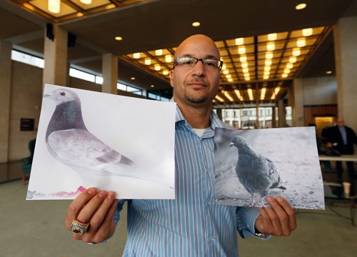WAYNE GLOWACKI / WINNIPEG FREE PRESS



¤Karim Lowen with images of a racing pigeon at left compared to a street pigeon,right, at city hall Thursday, he wants to construct a loft for racing pigeons in the back yard of his River Heights home.¤Aldo Santin/ Alex Paul.  story Oct. 27 2016
