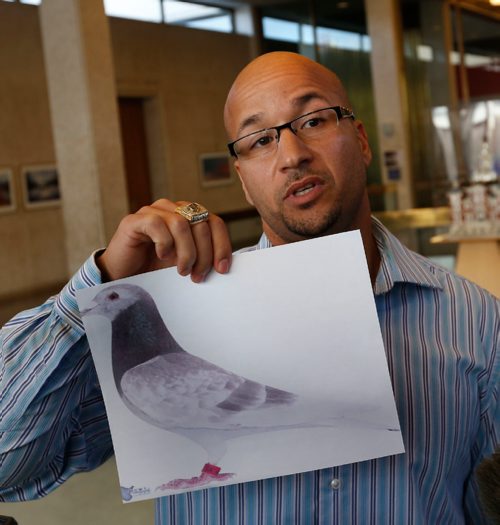 WAYNE GLOWACKI / WINNIPEG FREE PRESS



¤Karim Lowen shows an image of a racing pigeon to reporters at city hall Thursday, he wants to construct a loft for racing pigeons in the back yard of his River Heights home.¤Aldo Santin/ Alex Paul.  story Oct. 27 2016