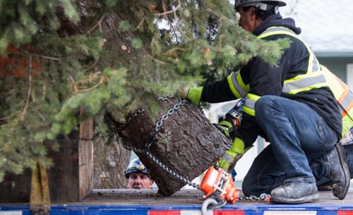 MIKE DEAL / WINNIPEG FREE PRESS
Crews cut down and load this years City Hall Christmas Tree from a yard in North Kildonan. The approximately 50-year-old Colorado spruce was donated by homeowners Gail and Gerald Bordian.
161030 - Sunday October 30, 2016