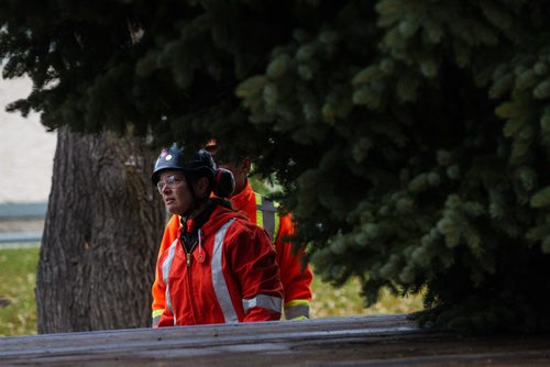 MIKE DEAL / WINNIPEG FREE PRESS
Crews cut down and load this years City Hall Christmas Tree from a yard in North Kildonan. The approximately 50-year-old Colorado spruce was donated by homeowners Gail and Gerald Bordian.
161030 - Sunday October 30, 2016