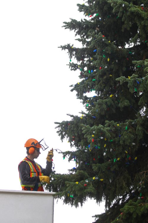 MIKE DEAL / WINNIPEG FREE PRESS
A crew from the City of Winnipeg's Urban Forestry Branch puts the lights on to the huge tree at City Hall Tuesday. A ceremony will be held on November 14th during which the lights will be turned on for the season.
161101 - Tuesday November 1, 2016