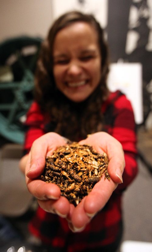 PHIL HOSSACK / WINNIPEG FREE PRESS -  Sarah Ferrari grimaces, anticipating a "tastey" sample of the handfull of "Honey Mustard Crickets" she's holding.A Manitoba Museum staff member taking part in "Apocalypse at the Museum Sarah volunteered to sample some of the insects Thursday night. Crickets provide a balance of protien and carbohydrates nessecary for survival. See Kevin Rollason story.  November 3, 2016