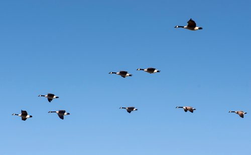 DAVID LIPNOWSKI / WINNIPEG FREE PRESS 

Geese at Assiniboine Park Saturday November 5, 2016 on an unseasonably warm fall day.